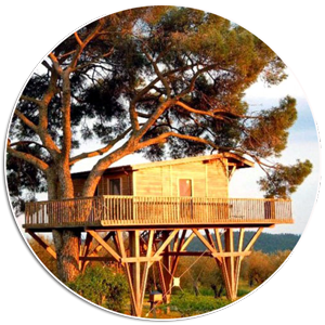 以树为谋 自由伸展